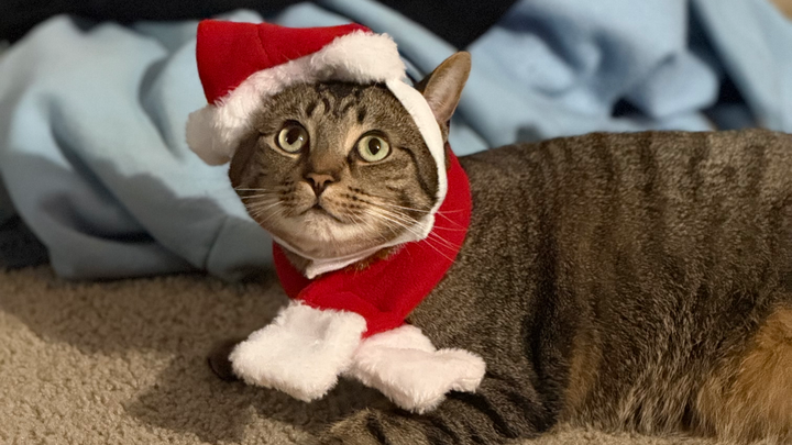 Help Save Loki – Our First Baby with Four Paws campaign photo, 1 of 8