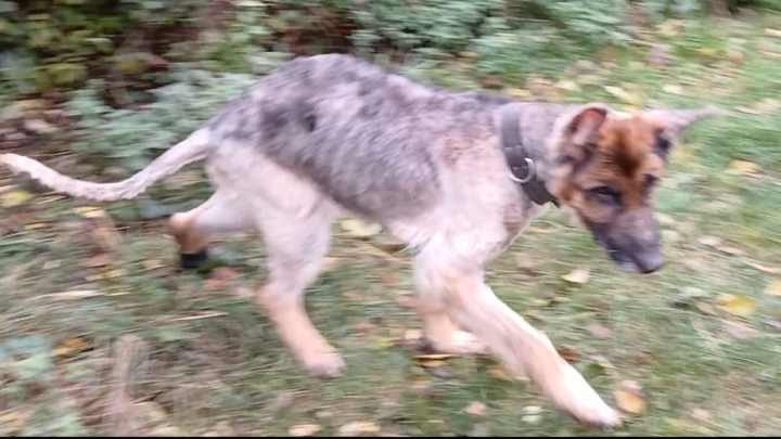 Behandlung für Schäferhund Teddy campaign photo, 1 of 3
