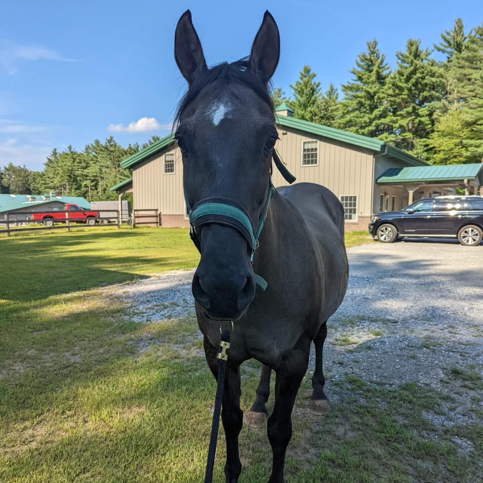 Ck dexter hi-res stock photography and images - Alamy, image size:960x960