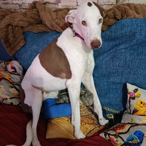 Mary Theresa O'Donoghue  Bubbles 