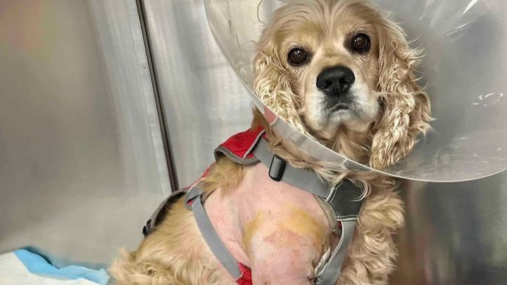 Main fundraiser photo