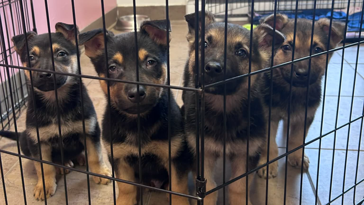 4 chiots abandonnés à Laval - Leur nouveau départ campaign photo, 1 of 4