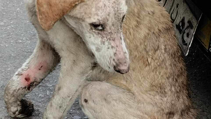 Fundraiser by Annette Davies : TNVR and Vet care for Egypts abused dogs
