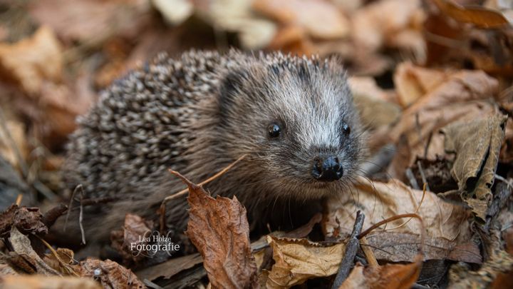 Kaltplasmagerät für die Igel-Nothilfe Geestland campaign photo, 1 of 5