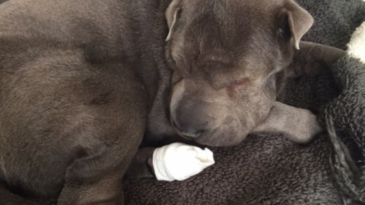 Main fundraiser photo