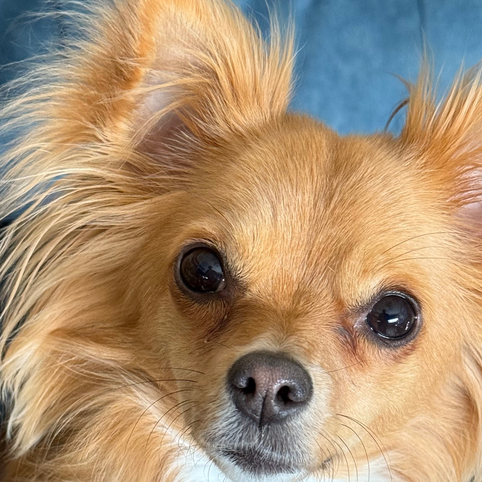 Giving Pixie Pup a Chance to Run & Play Again