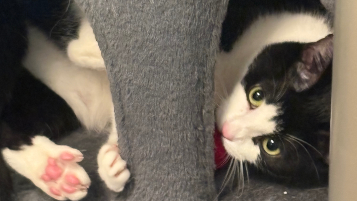 Support Zaatar’s Urgent Surgery Needs campaign photo, 1 of 7