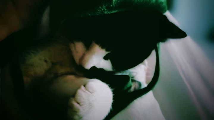 Crazy vet fees campaign photo, 1 of 8