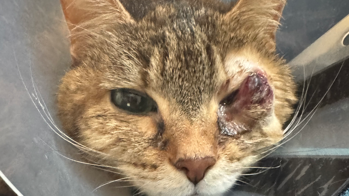 Help our sweet cat Penny campaign photo, 1 of 8