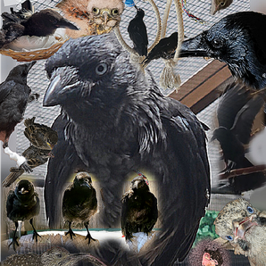 MotherOfRavens666