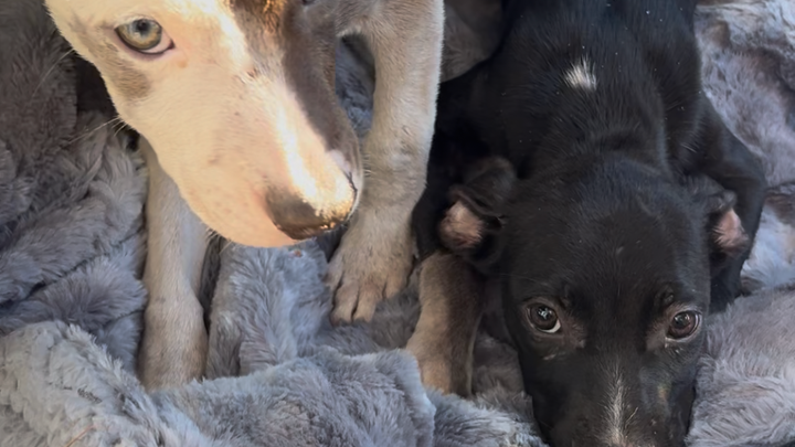 Help Two Emaciated Puppies Get Urgent Care
