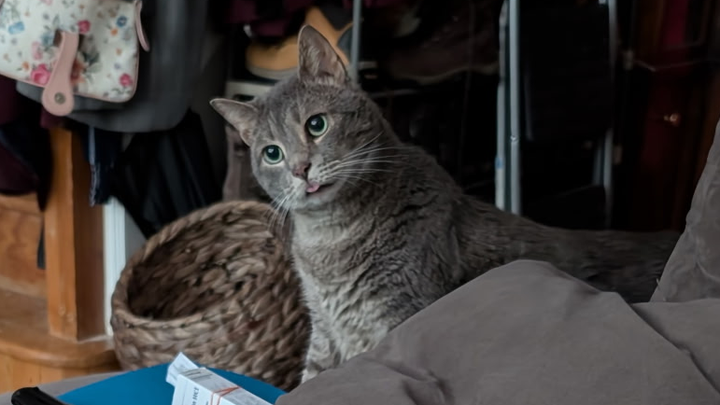 Drax the derpy and now toothless kitty campaign photo, 1 of 8