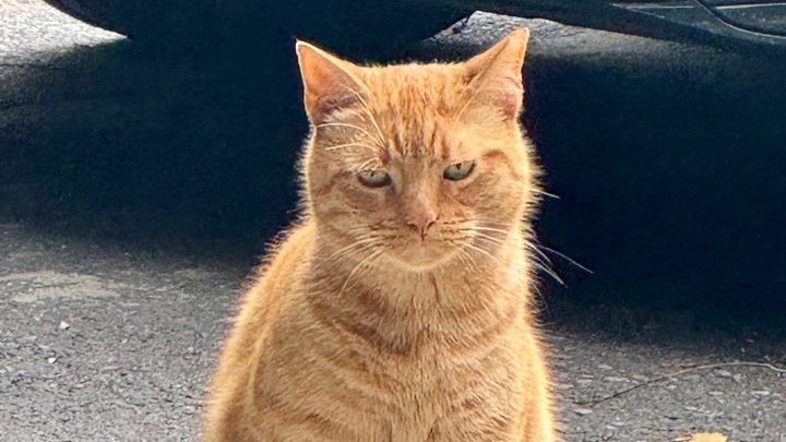 Help Cats of Midwood Make a Difference campaign photo, 1 of 3