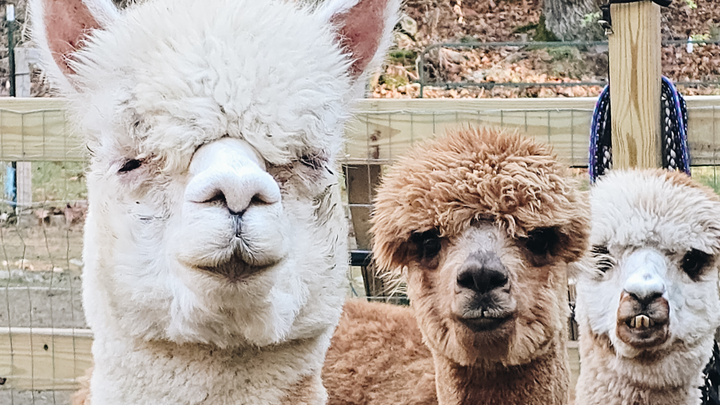 Help Bracken Hill Farm's Animals Thrive campaign photo, 1 of 8