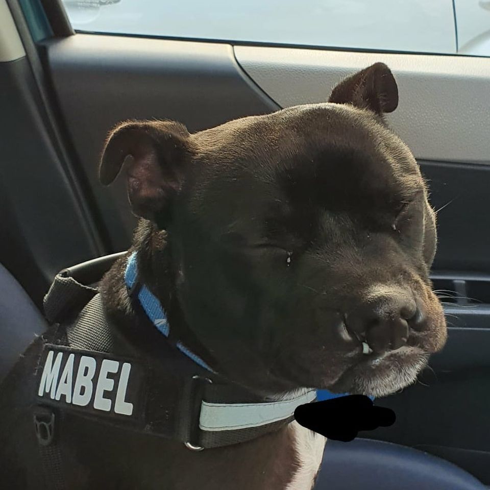 Mabel Needs Leg Surgery