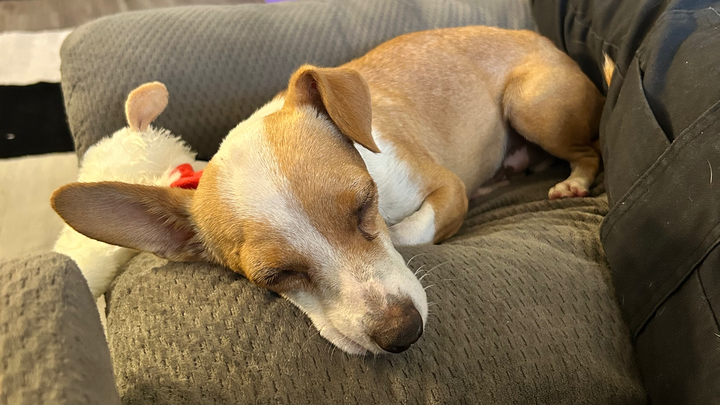 Give Taco a Chance: Donate for His Care campaign photo, 1 of 8
