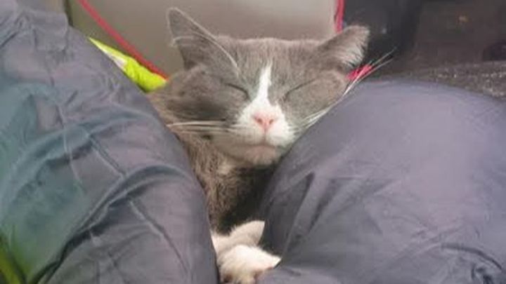Help Nick Cremate His Beloved Cat campaign photo, 1 of 5