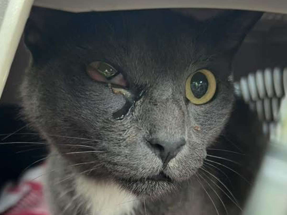 Nova’s Second Chance: Support Her Vet Care campaign photo, 1 of 7
