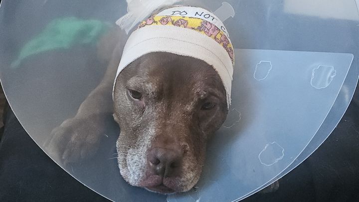 Help Missy Recover from Ear Surgery campaign photo, 1 of 8