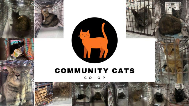 Support Trap-Neuter-Return in CO with Community Cats Co-Op campaign photo, 1 of 3