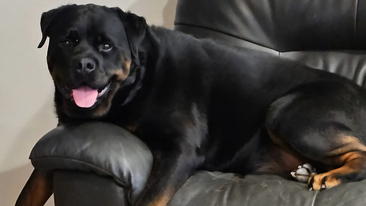 Tucker’s Emergency Surgery Fund campaign photo, 1 of 8