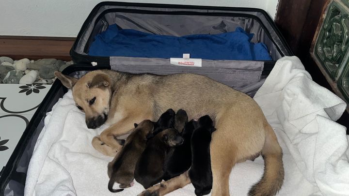 Rainstorm Rescued Puppies in my suitcase campaign photo, 1 of 4