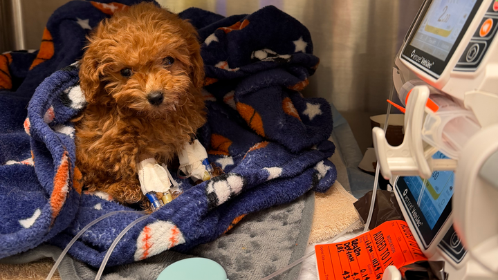 Support Teddy's Fight for Survival campaign photo, 1 of 8
