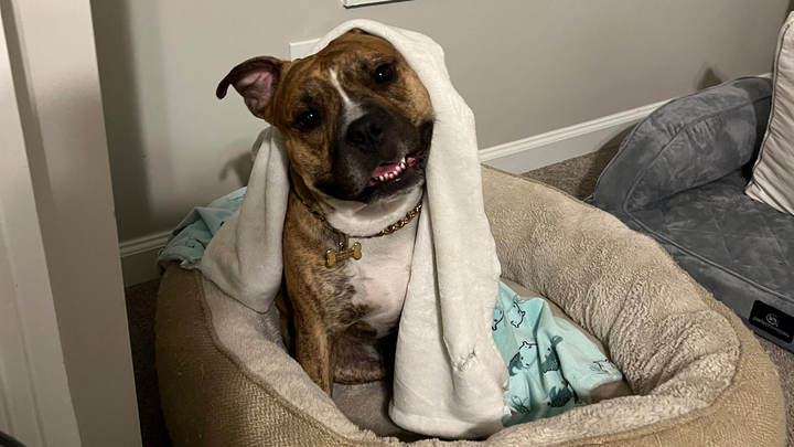 Help Yeezy walk pain free again-MPL Surgery campaign photo, 1 of 8