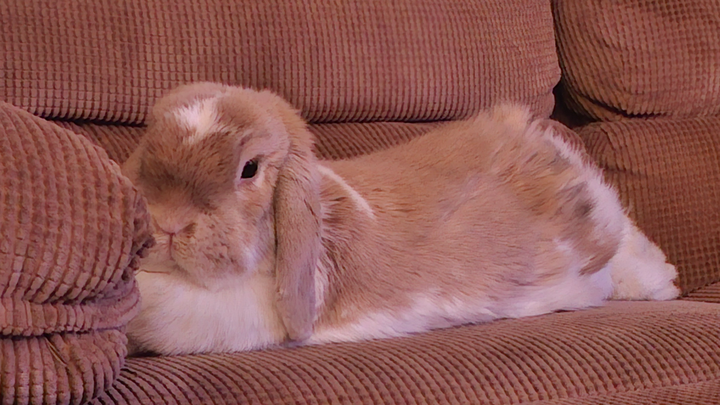 Support Pumpkin's Journey to Health from Vestibular Disease campaign photo, 1 of 6