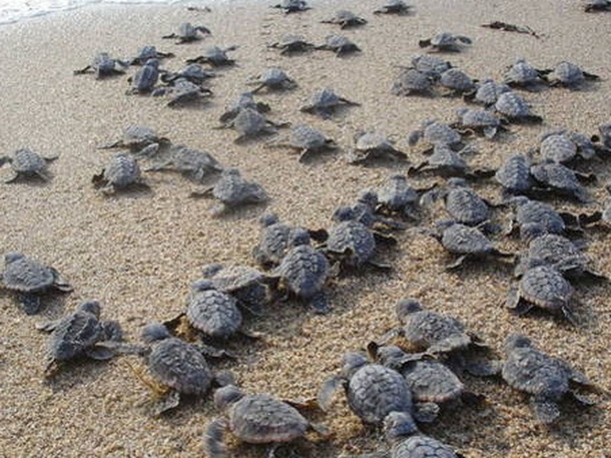 Turtle Ranches Fundraiser by Michael and Marsha Conte : Save Costa Azul, El Salvador ...