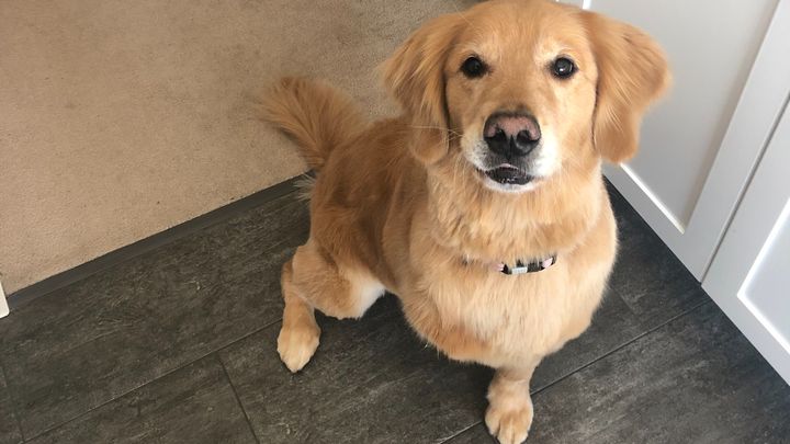 Please Help Pay For Ivy's Unexpected Vet Bills! campaign photo, 1 of 3