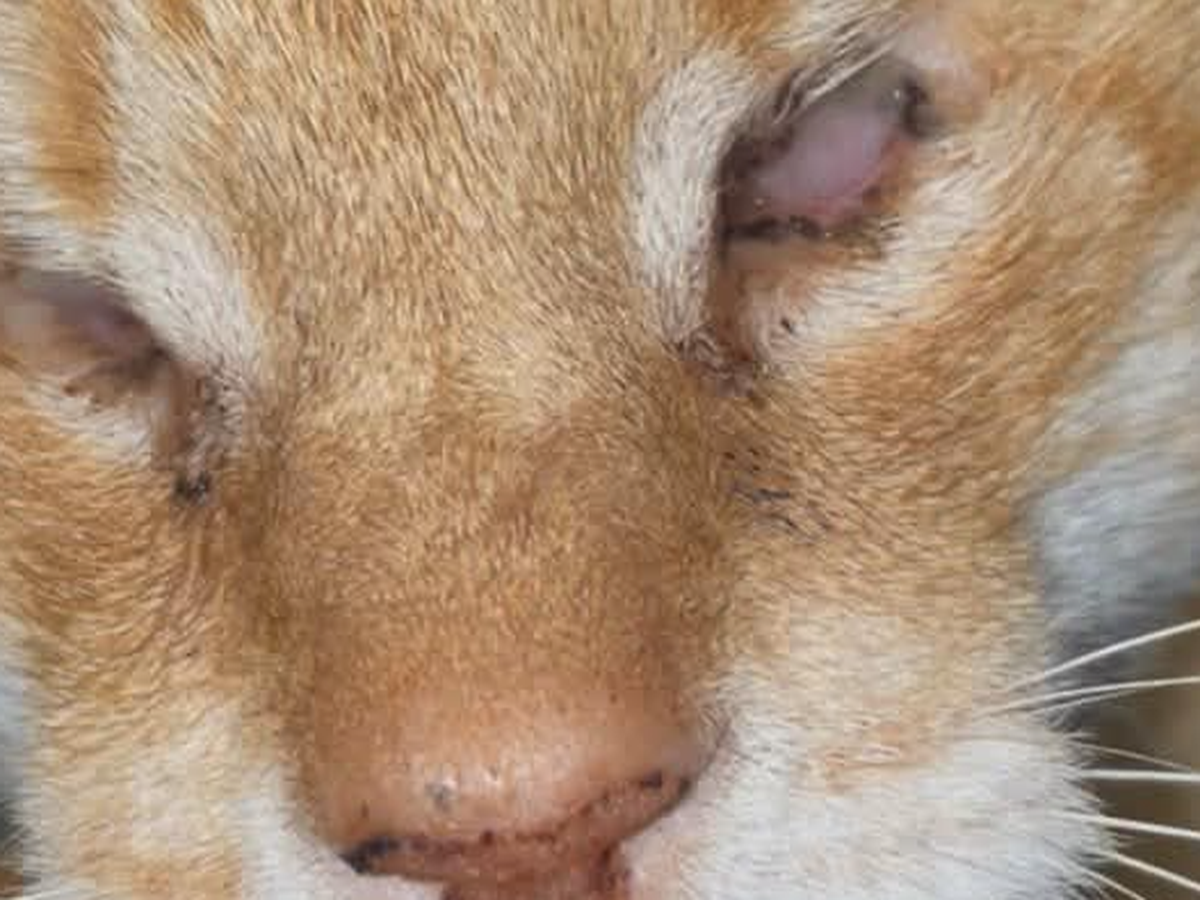 Fundraiser by Gina Ledgister : Blind but Brave: Help Rusty Get Surgery he  desperately needs