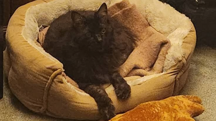 Help Maximus Get the Vet Care He Needs campaign photo, 1 of 7