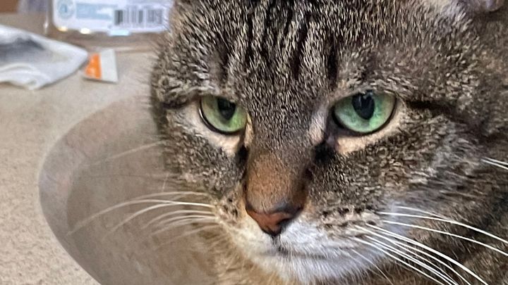 Help Kitty Get Some Breathing Room Before The Next Crisis campaign photo, 1 of 3
