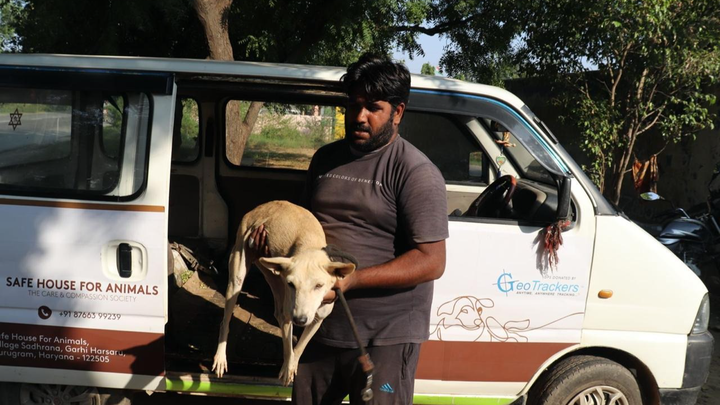 Help Us Feed, Heal & Protect Street Animals in Need campaign photo, 1 of 8