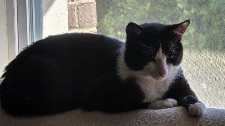 Help Jerry Fix His Cats campaign photo, 1 of 6