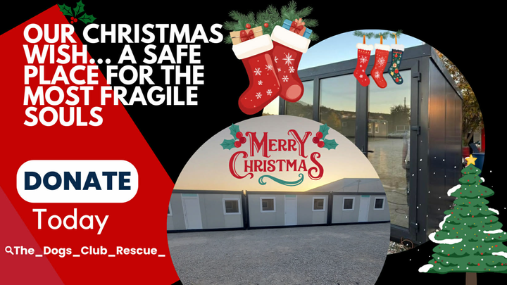 The Dogs Club rescue Christmas fundraiser campaign photo, 1 of 3