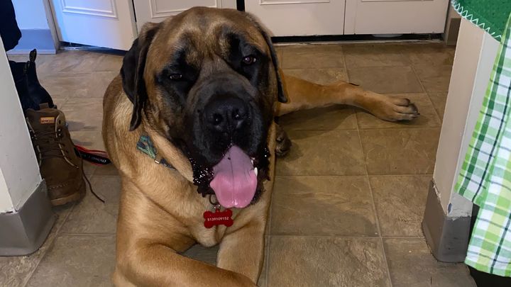 Clifford's Leg Surgery Fund campaign photo, 1 of 6