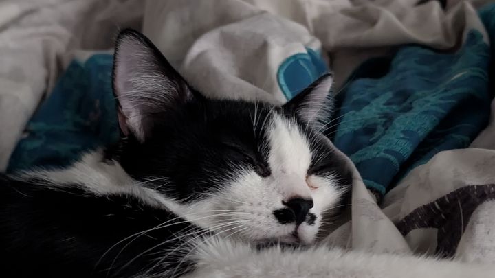 Help Kit-Kat Fight FIP and Toxoplasmosis campaign photo, 1 of 7