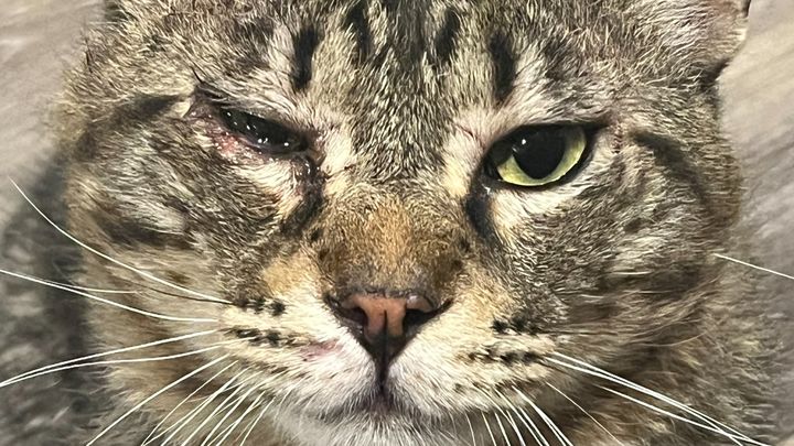 Help Sam the Cat Get Eye Surgery and Relief campaign photo, 1 of 3
