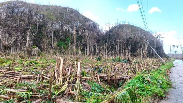Support Local Farmers in Amity After Hurricane Melissa campaign photo, 1 of 8