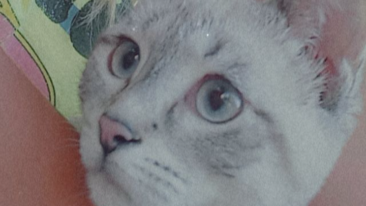 Help Support Lily's Eye Surgery campaign photo, 1 of 8