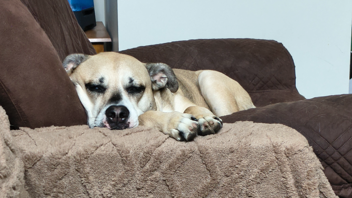 Support Needed for My Sick Dog campaign photo, 1 of 3