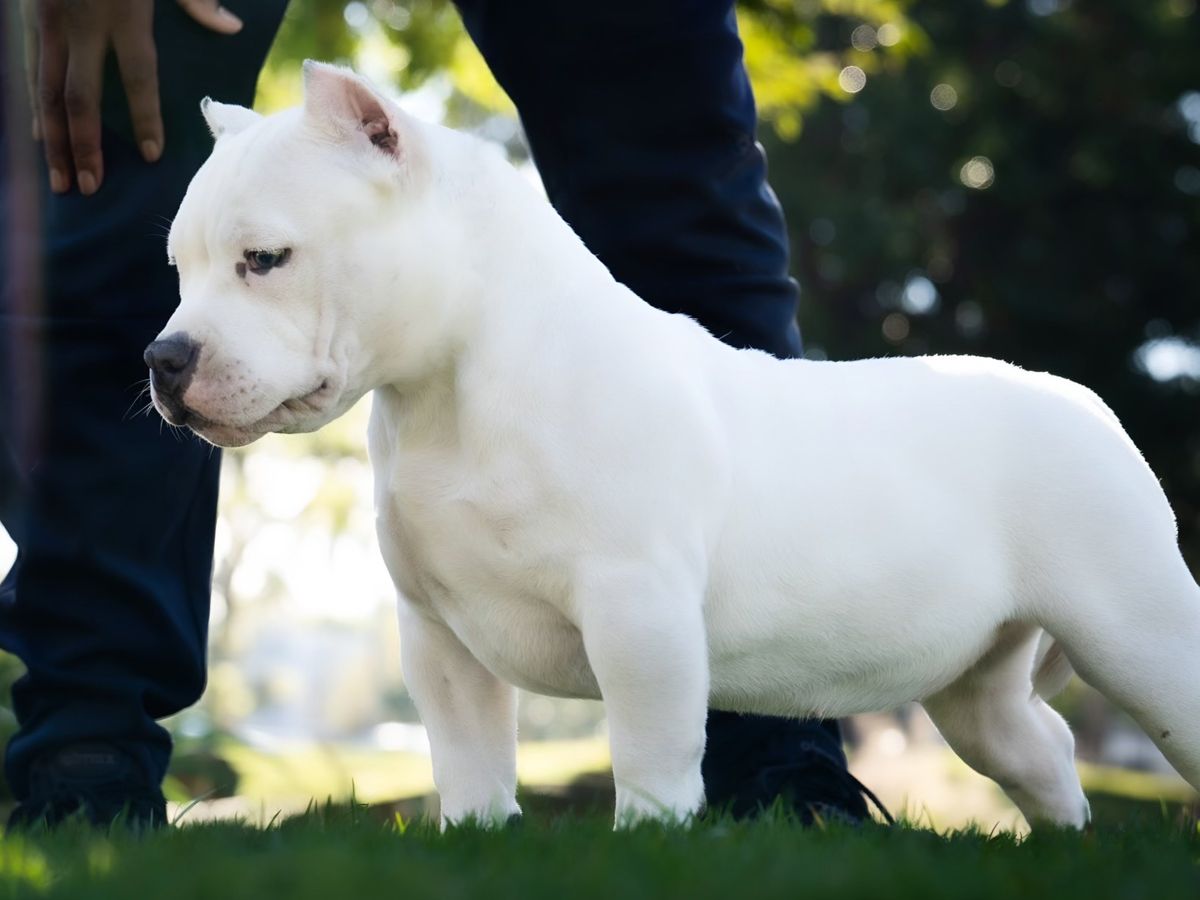 Fundraiser by Nicolas Gonzalez : Help Bibi Get Back Leg Surgery
