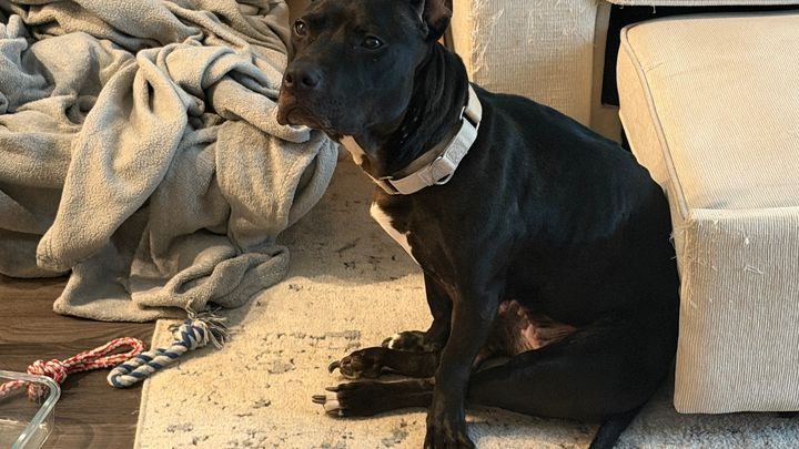 Help My Pet Get Surgery To Walk Again campaign photo, 1 of 5
