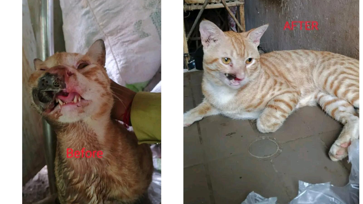 Help Naheed to care for sick, injured & abandoned animals campaign photo, 1 of 6