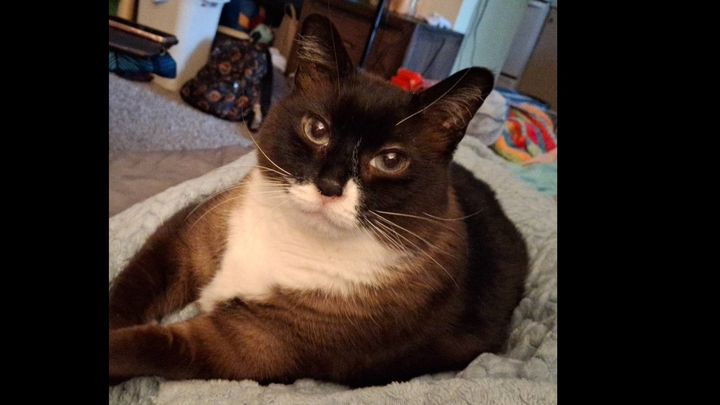 Help Pay for Kepler's Emergency Vet Visits campaign photo, 1 of 6