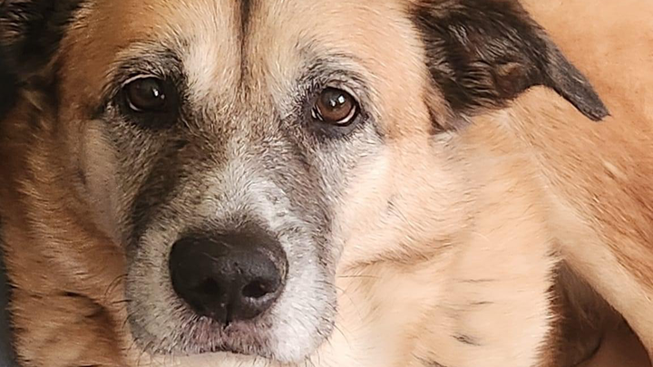 Save Tazan: Help Fund Life-Saving Cancer Surgery campaign photo, 1 of 3