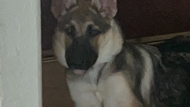 Shepherd Oscar