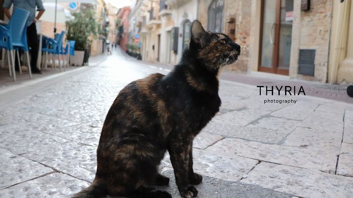 Foto della campagna Per la tutela dei Gatti Randagi di Città Sant'Angelo, 1 di 5